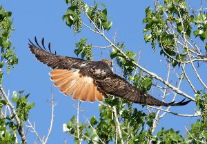 Fauna along Calf Creek Falls Trail