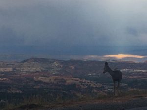 Fauna near Calf Creek Falls and Escalante Yurts