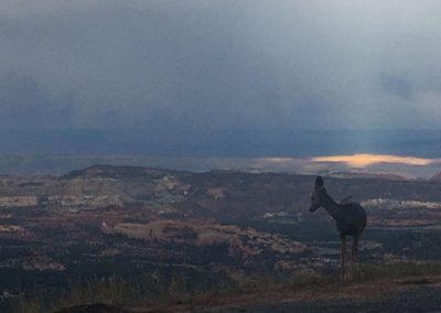 Fauna near Calf Creek Falls and Escalante Yurts