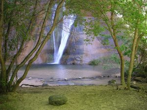 Flora Along the Calf Creek Falls Trail