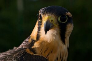 Peregrine falcons are another of the wildlife photo ops in Zion National Park