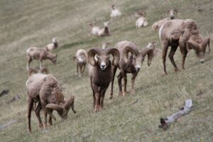 Wildlife photo ops in Zion National Park include bighorn sheep