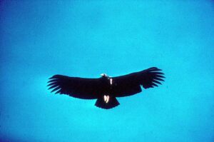 Wildlife photo ops in Zion National Park include California Condors