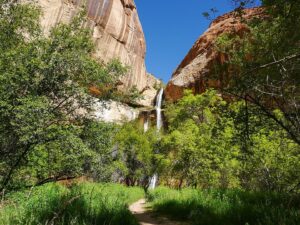 Calf Creek Falls has some of the most beautiful spring blooms in Escalante, Utah