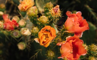 Where to See Early Spring Blooms in Escalante, Utah, Near Your Yurt Stay