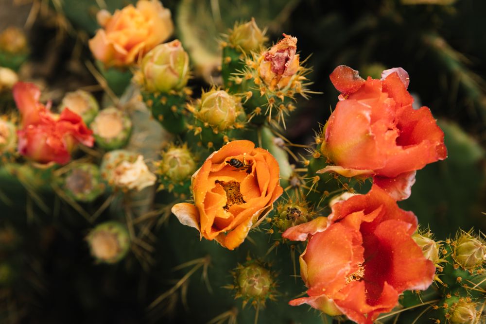Discover where to see spring blooms in Escalante, Utah